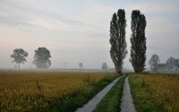 /album/roslini-ukraini/a37707-jpg1/